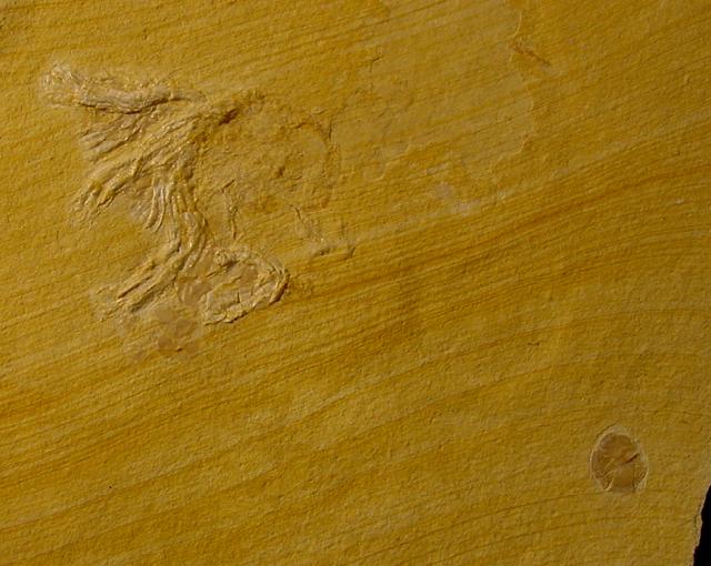 Physodoceras sp. HYATT 1900 mit Epkie (Serpeln, Cirripediern) - Bild © FossNet FossilienStore